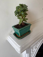Load image into Gallery viewer, Vintage Bonsai Tree Pot