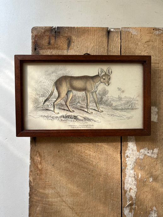 Vintage Book Plate, Indian Wild Dog