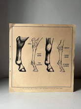 Load image into Gallery viewer, 1950s Educational Example Poster, ‘Horse Feet’
