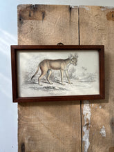 Load image into Gallery viewer, Vintage Book Plate, Indian Wild Dog
