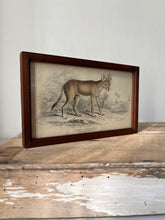 Load image into Gallery viewer, Vintage Book Plate, Indian Wild Dog