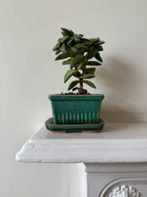 Load image into Gallery viewer, Vintage Bonsai Tree Pot