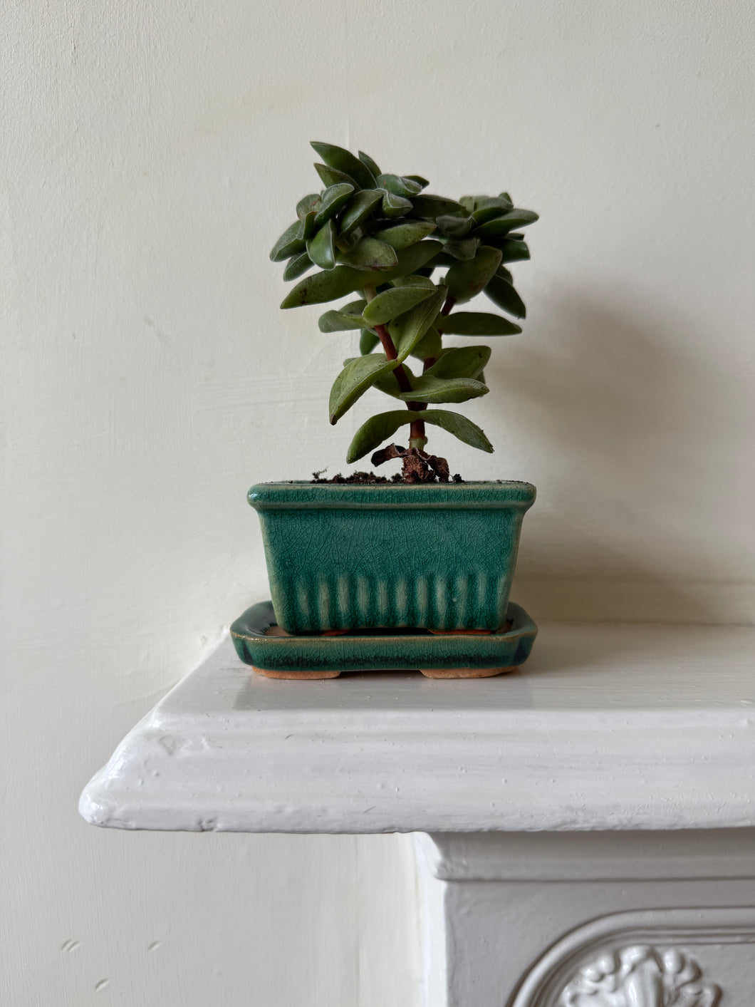 Vintage Bonsai Tree Pot