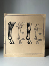 Load image into Gallery viewer, 1950s Educational Example Poster, ‘Horse Feet’