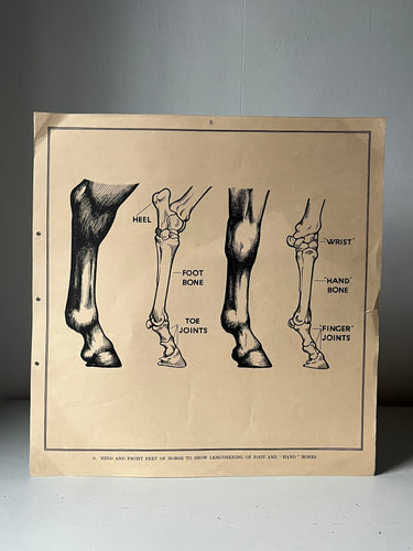 1950s Educational Example Poster, ‘Horse Feet’
