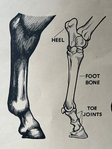 1950s Educational Example Poster, ‘Horse Feet’