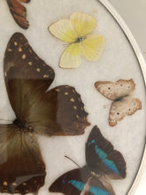 Load image into Gallery viewer, Vintage Butterfly Wall Hanging
