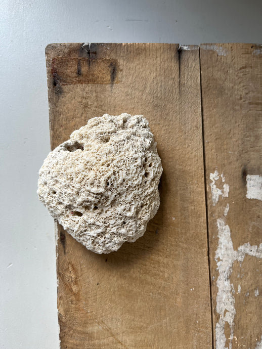 Vintage Fossil Paperweight