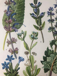 Vintage Botanical Print, Meadow Clary