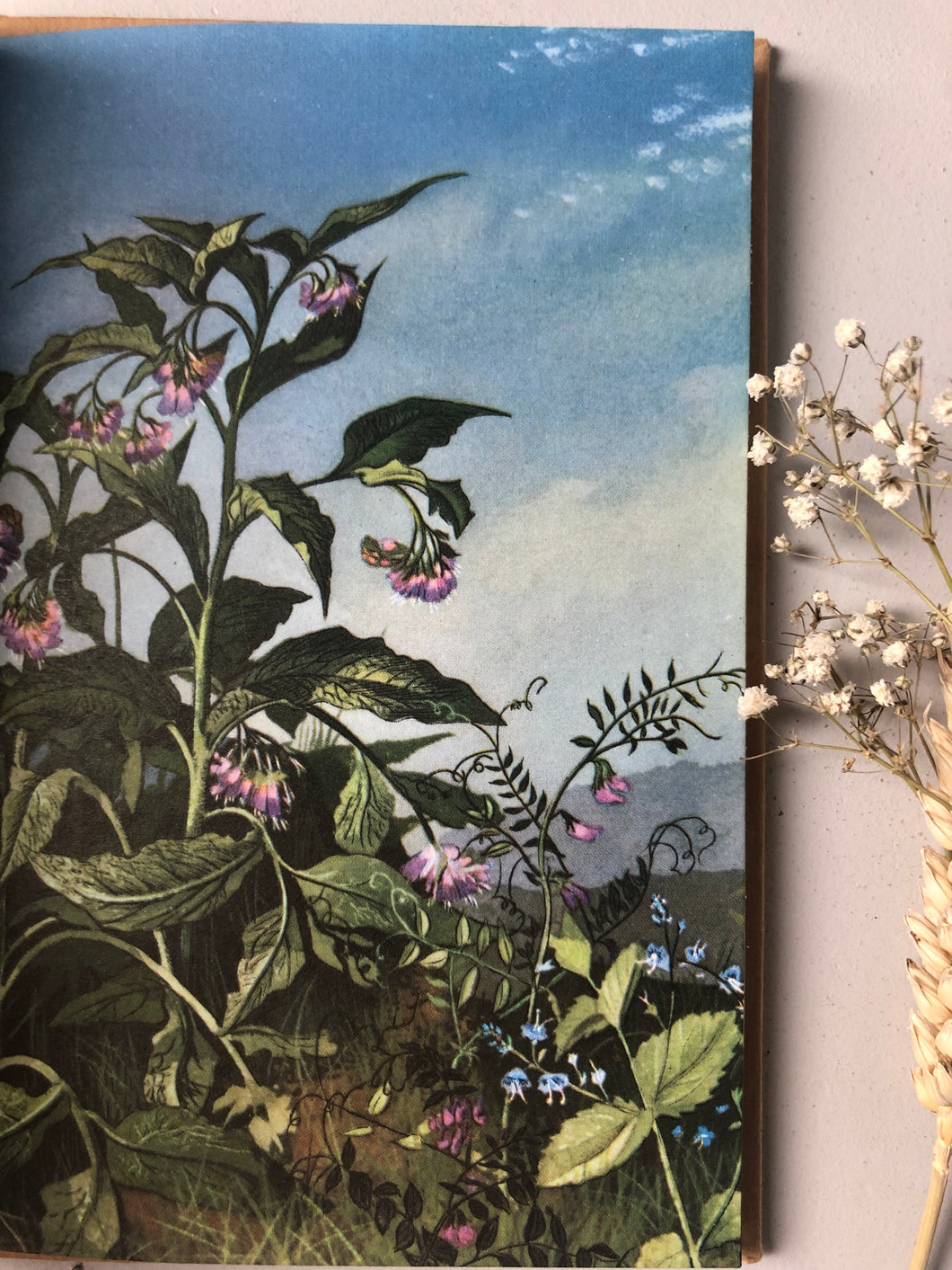 Vintage book of Wild Flowers