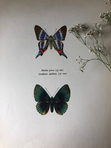 Vintage Butterfly Print, Diorina Psecas