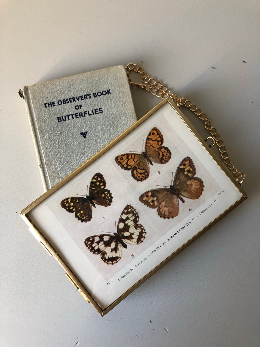 NEW - Framed 1920's Butterfly Bookplate, Marbled White