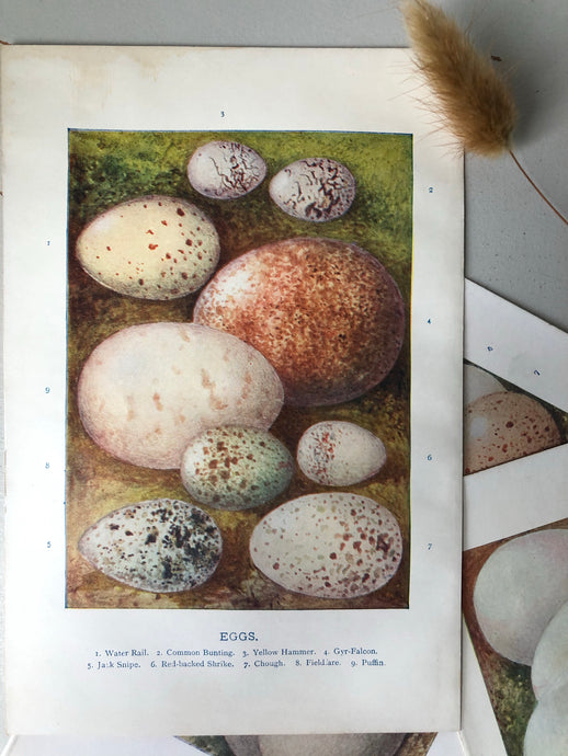 1920s Original Bookplate, Eggs - Puffin