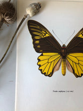 Load image into Gallery viewer, Vintage Butterfly Bookplate / Print, Troides Amphrysus