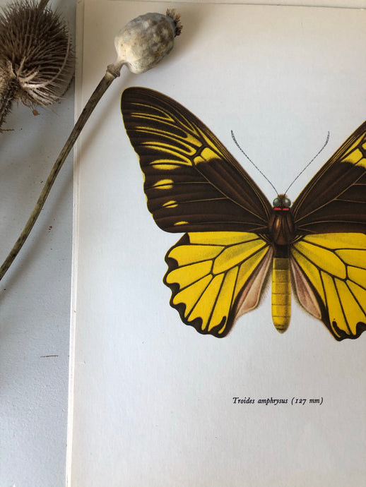 Vintage Butterfly Bookplate / Print, Troides Amphrysus