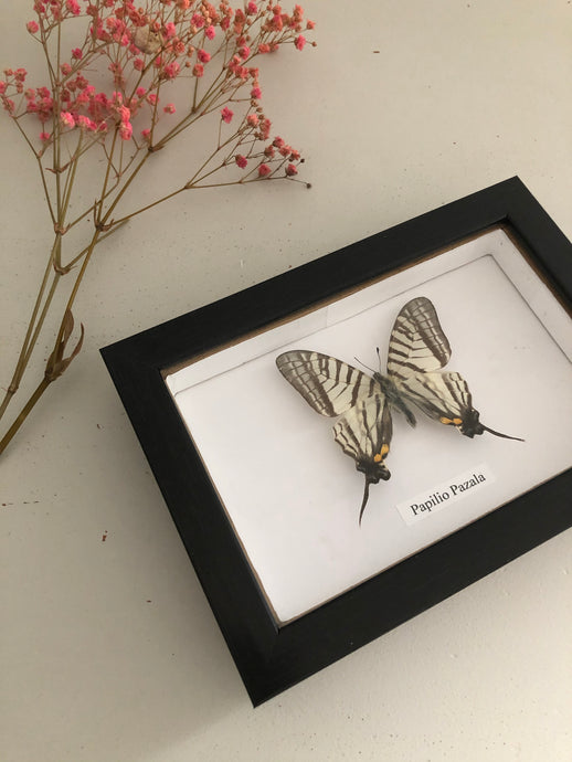 Vintage Framed Butterfly, Papilio Pazala