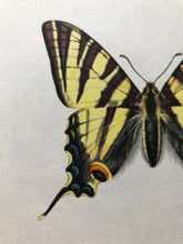 Load image into Gallery viewer, Vintage Butterfly Print, Papilio Machaon