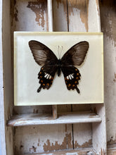 Load image into Gallery viewer, Vintage Butterfly set in resin