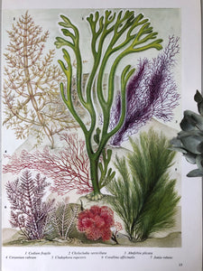 1960s Botanical Sea Plant Bookplate