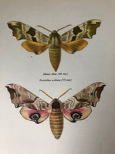 Load image into Gallery viewer, Original 1960s Moth Print