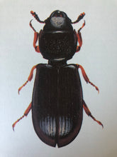 Load image into Gallery viewer, 1960s Beetle Print, Clock Beetle