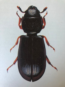 1960s Beetle Print, Clock Beetle