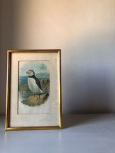 Load image into Gallery viewer, Antique Puffin Lithograph