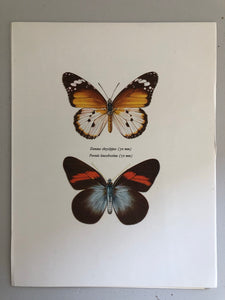 Original Butterfly Bookplate, Danaus Chrysippus