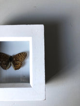 Load image into Gallery viewer, Small Vintage Butterfly in White Box Frame