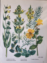 Load image into Gallery viewer, Vintage Yellow Flower bookplate, Yellow Rattle