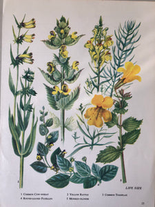 Vintage Yellow Flower bookplate, Yellow Rattle