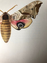 Load image into Gallery viewer, Original 1960s Moth Print