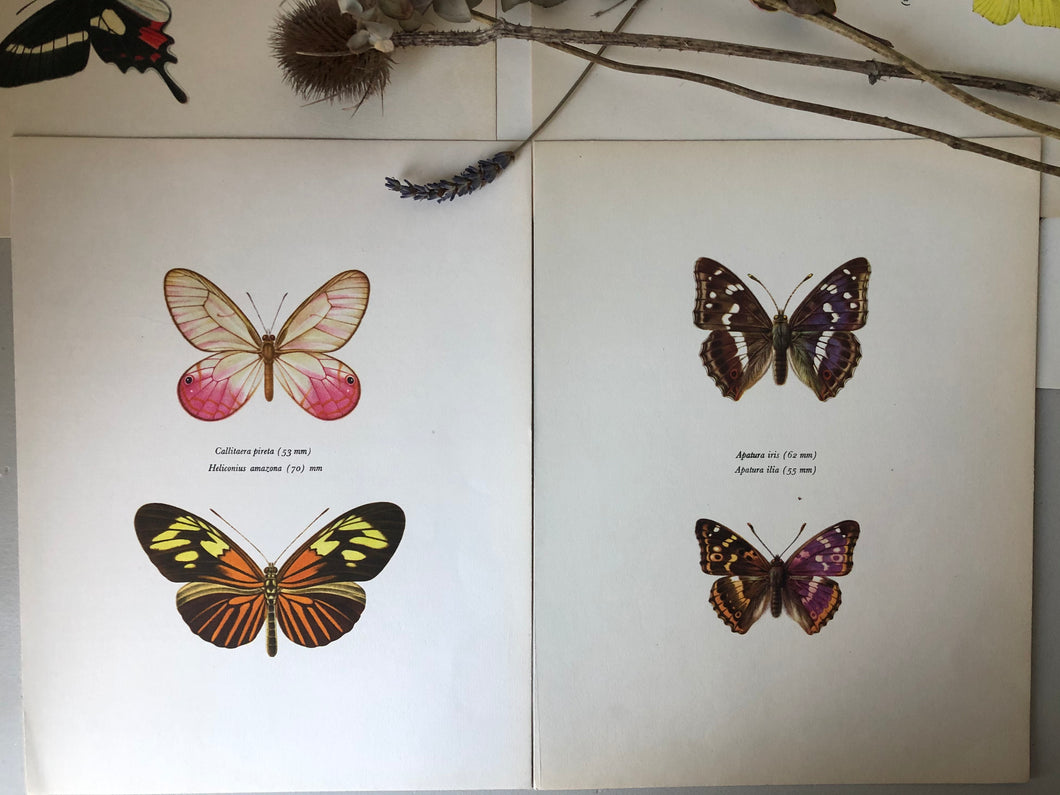 Pair of Vintage Butterfly Bookplates / Prints, Callitaera Pireta
