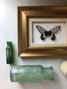 Framed Vintage Butterfly