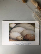 Load image into Gallery viewer, 1920s Original Bookplate, Landscape Eggs