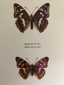 Original Butterfly Bookplate, Apatura Iris