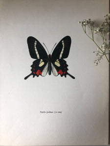Vintage Butterfly Print, Papilio Lisythous