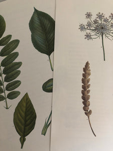 1960s Botanical Dandelion print