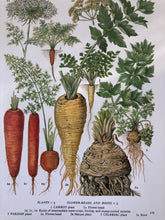 Load image into Gallery viewer, Vintage Vegetable bookplate