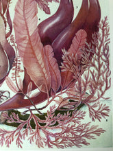 Load image into Gallery viewer, 1960s Sea Plant Bookplate