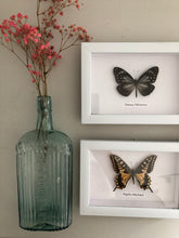Load image into Gallery viewer, Vintage Framed Butterfly, Papilio