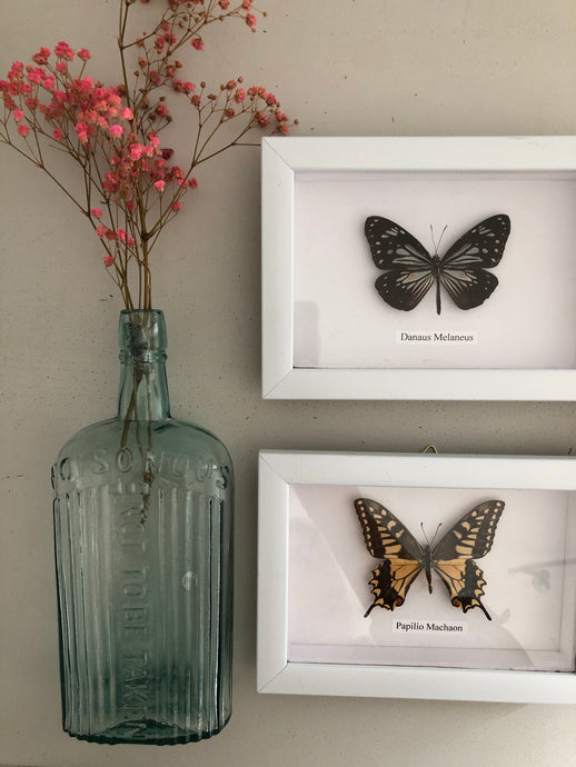 Vintage Framed Butterfly, Papilio