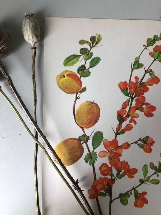 Original Apricot Tree print/Bookplate