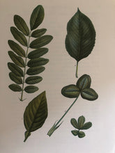 Load image into Gallery viewer, 1960s Botanical leaf print