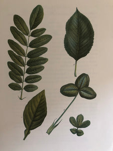 1960s Botanical leaf print