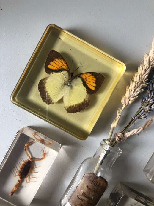 Vintage Butterfly Paperweight