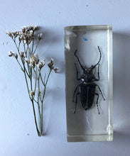 Load image into Gallery viewer, NEW - Vintage Beetle Resin Block