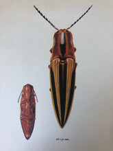 Load image into Gallery viewer, 1960s Beetle Print, Click Beetle