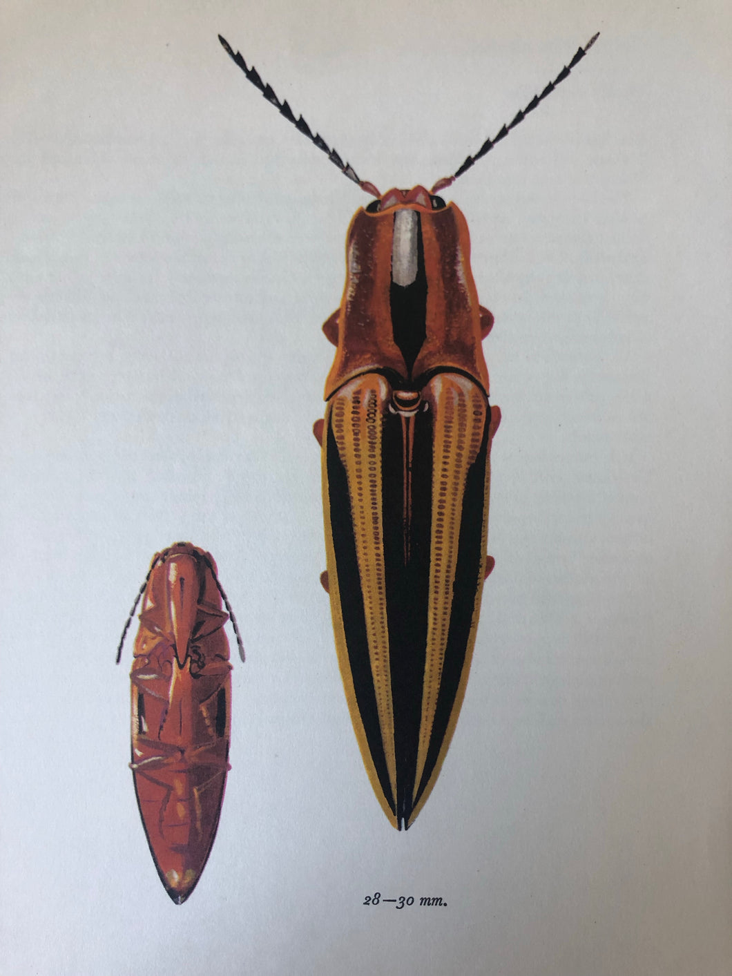 1960s Beetle Print, Click Beetle
