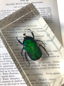 Vintage Green Beetle Resin Block